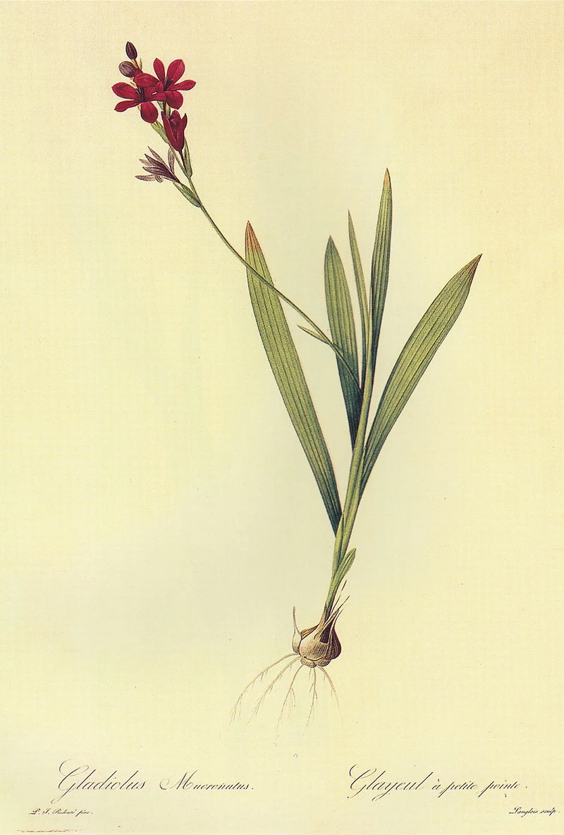 Babiana villosa